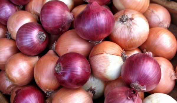 Big Onions1